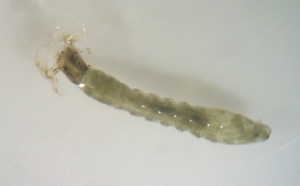 Larva de mosca negre