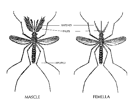 Il·lustració que mostra les diferencies entre el mascle i la femella