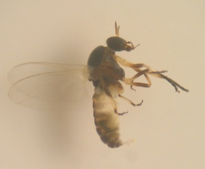 Imatge de la mosca negre