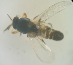Imatge de la mosca negre