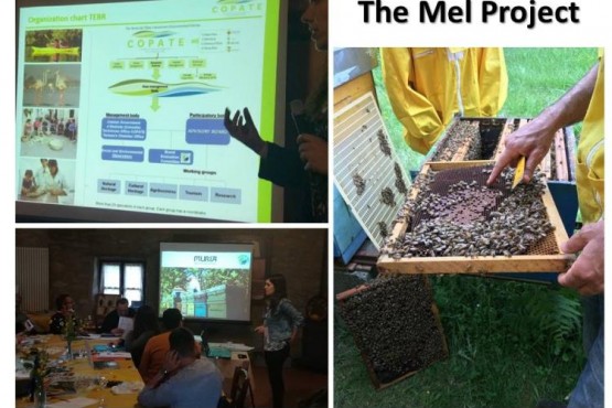 Imatges del projecte "MEL project"