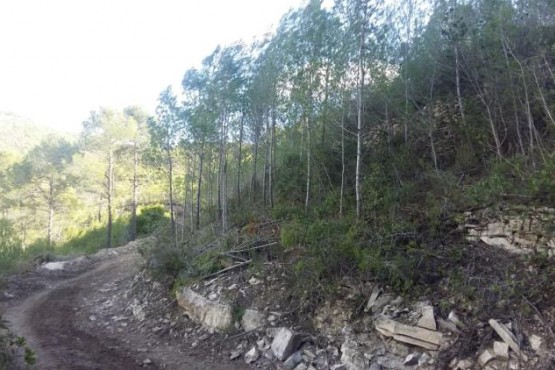 Imatge d'un bosc de les Terres de l'Ebre