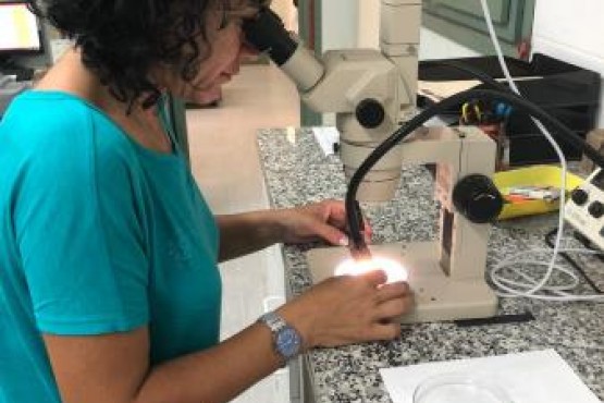 Tècnica del copate observant a través del microscopi