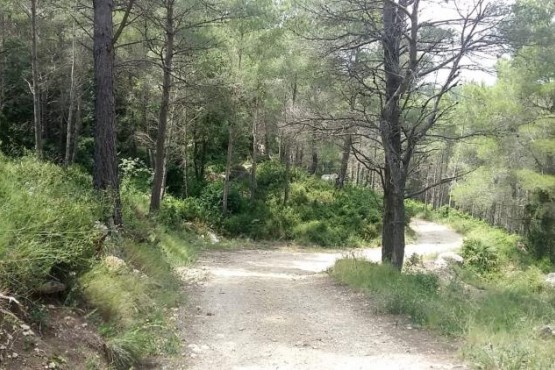 Imatge d'un bosc de les Terres de l'Ebre