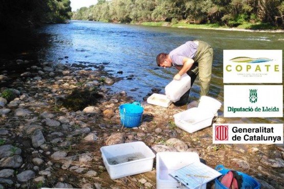 Operari realizant un dels tractaments