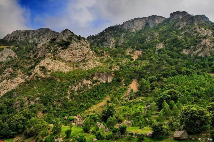 Imatge panoràmica de la teixeda de Rasquera